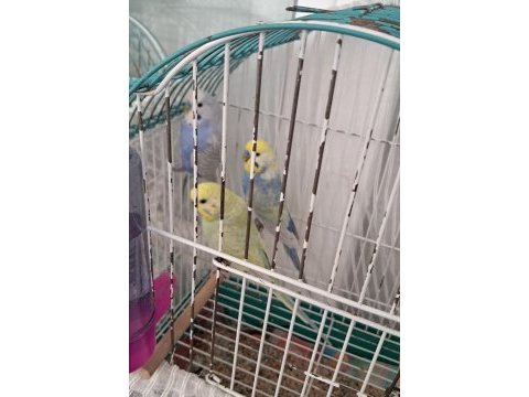 Eşe hazır rainbow muhabbet kuşlar