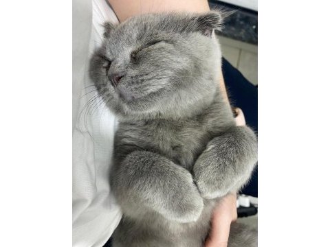 7 aylık erkek british shorthair kedimiz
