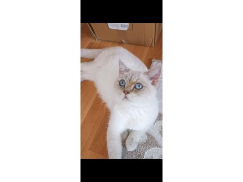 Blue point scottish fold