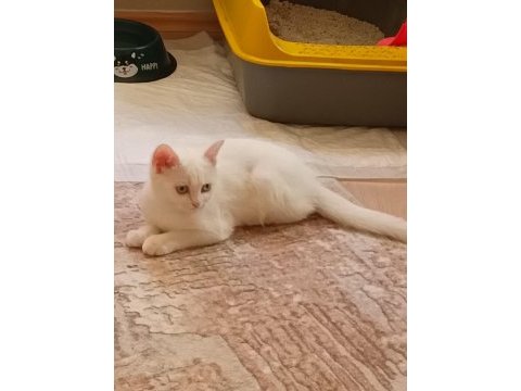 Minik şirin kedim