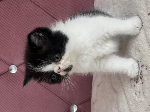Kaliteli ev de doğmuş yavru kedimiz