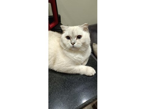 Eş ilanı scottish fold silver point oğlum
