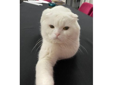 Bembeyaz scottish fold hair