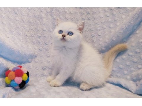 Güzeller güzeli bir british shorthair prenses