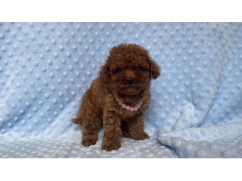 Safkan toy poodle
