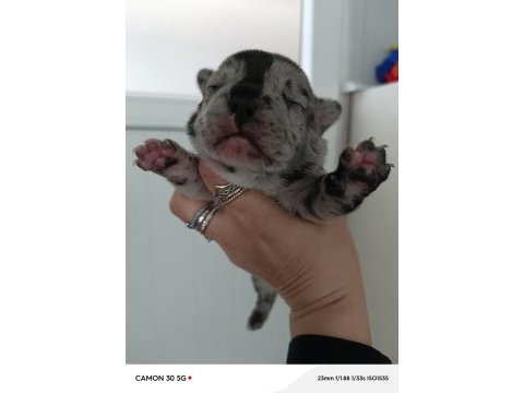 %100 ırk garantili fransız bulldog yavruları