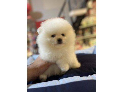 Biblo güzelliğinde show kalite pomeranian boo