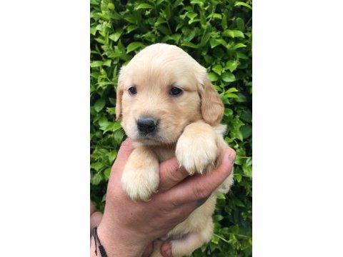 Akıllı golden bebekler