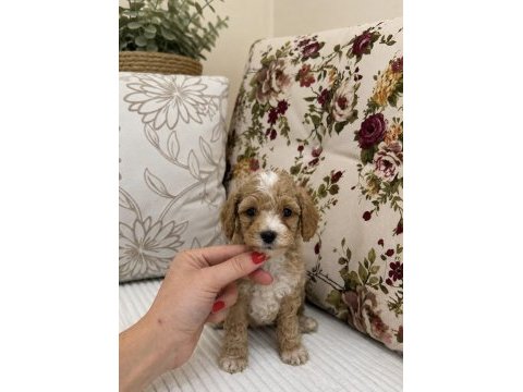 Mini boy kıvır kıvır maltipoo oğlumuz