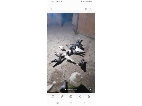 Guvercin yavru eke kuslar sahiplendirilir