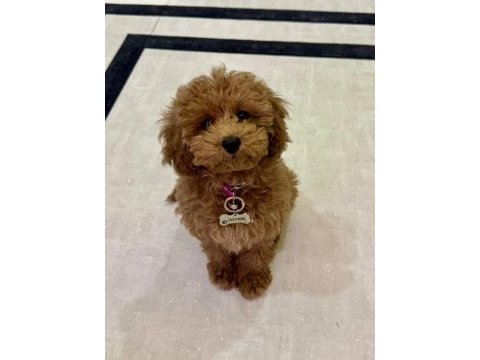 11 aylık aşıları tam uslu 3.5 kg dişi toy poodle