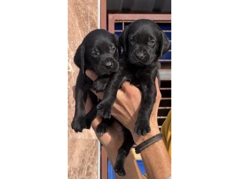 Labrador bebeklerimiz