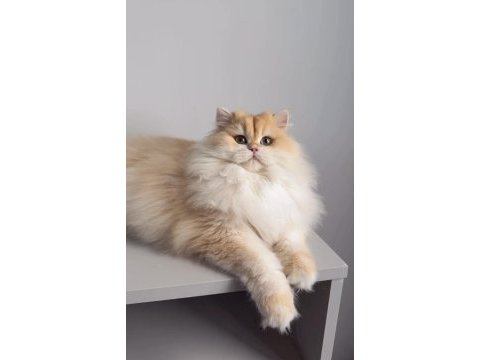 British longhair 1,5 yaşında ny12 dişi