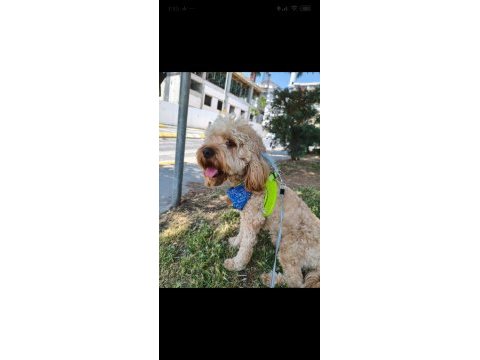 Cockapoo 1.5 yaşında erkek