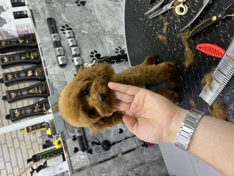 Kore kan ırk ve sağlık garantili mini erkek poodle