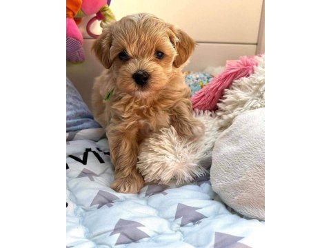 Maltipoo  yavrularımız 