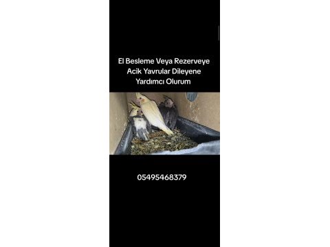 Eğitmelik yavru sultan papağanları
