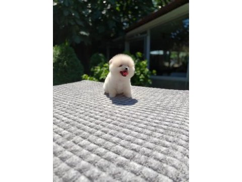 Ayıcık surat pomeranian