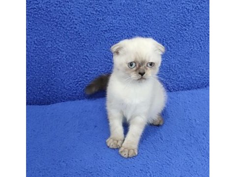 Teslime hazır mükemmel bir scottish fold