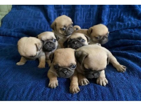 Pug mops yavrularımız
