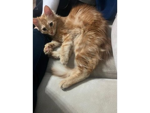 Ücretsiz sahiplendirme sarman kedimiz