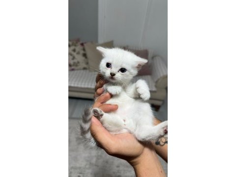 Erkek british shorthair