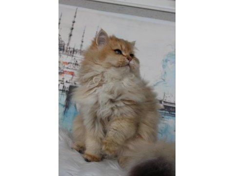 British longhair black golden shaded (blh ny 11)