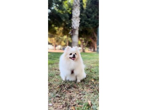 2 yaşında orjinal pomeranian boo