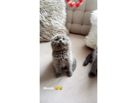 British shorthair yuvasını arıyor ücretlidir