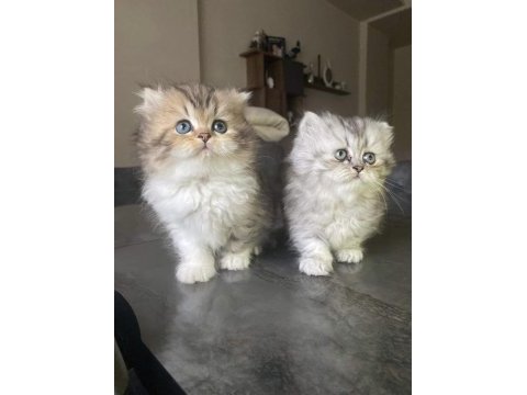 Erkek chinchilla