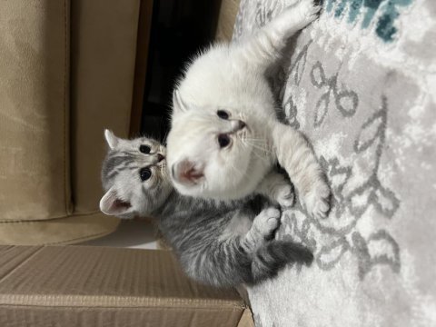Özel ırk scottish fold