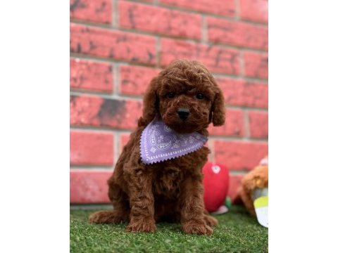 Sevimli toy poodle yavrularımız