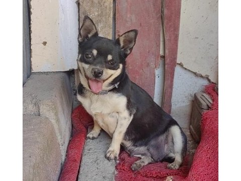 Dişi erkekli takım çok ufak olacaklar güzel köpekler