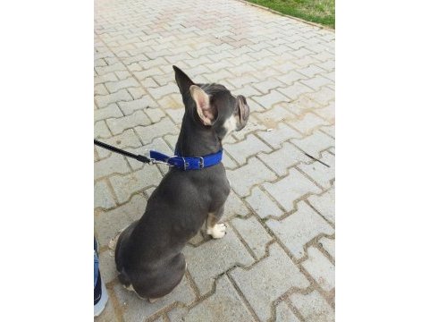 Yer sıkıntısından egzotik french bulldog
