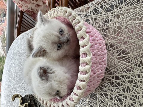 British shorthair mükemmel kalitede