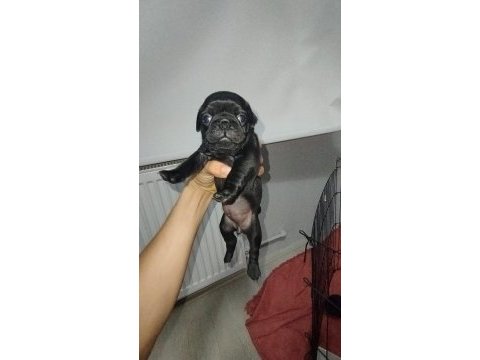 Siyah pug yavrumuz