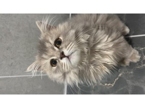British longhair 1 yaşında erkek