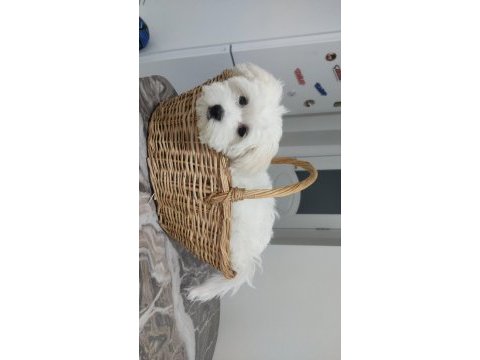 Evimizin neşesi köpekler
