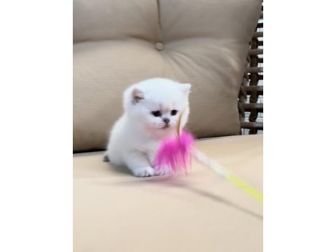 Safkan british shorthair