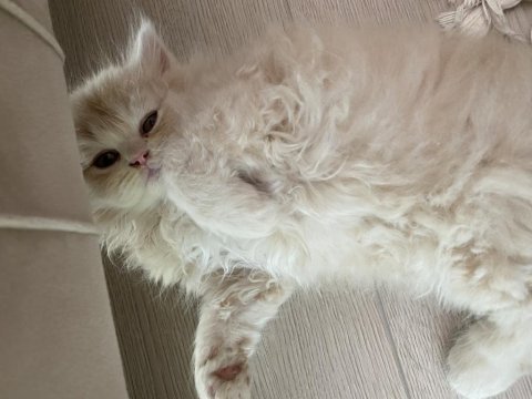 Sarı şeker bal surat chinchilla oğlan