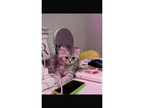 British longhair erkek