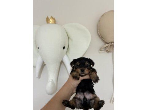 Yorkshire terrier bebek köpeklerimiz