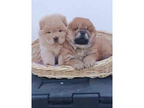 Mükemmel kalitede ayı surat chow chow (çin aslanı)