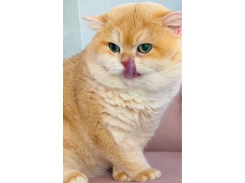 Yakışıklı bir prens british shorthair