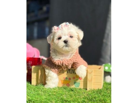 Tea cup kar beyaz maltese terrier yavrular