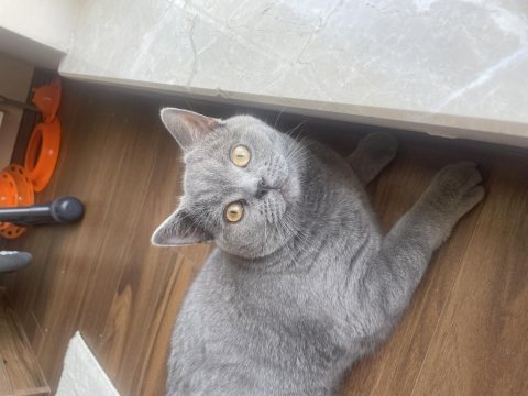 British shorthair yavrumuz sahiplendirilecektir