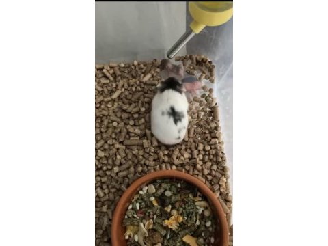 Özel renk hamster