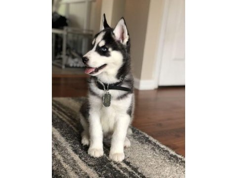 Husky sibirya kurdu