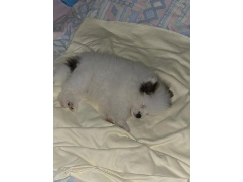 2 aylık erkek pomeranian boo