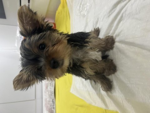 5 aylık 1,5 kg dişi uygun fiyatlı yorkshire terrier